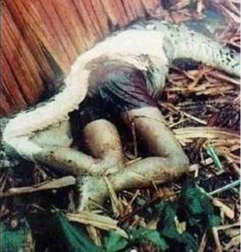 Dev yılan kadını canlı canlı yuttu! İşte o korkunç görüntüler...