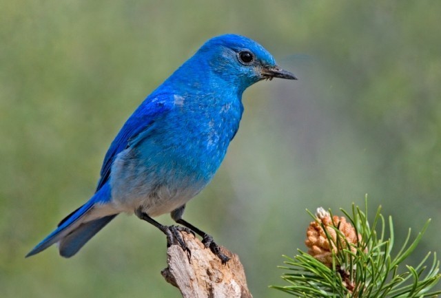 Mavi kuş testi! (İlginç bir kişilik testi)