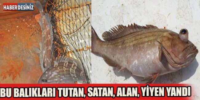 Bu Balıkları Tutan, Satan, Alan, Yiyen Yandı