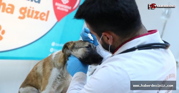 “Çakıl” Başakşehir Belediyesi Hayvan Bakım ve Rehabilitasyon Merkezi’nde sağlığına kavuştu.