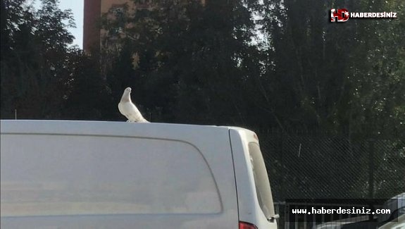 Araç üzerinde yolculuk yapan güvercini görenler dönüp bir daha baktı.