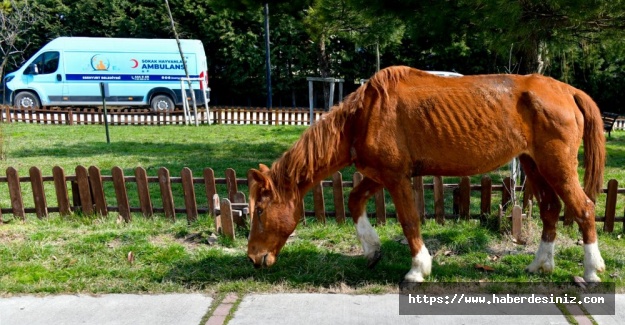 Ölüme Terk Edilen Atı Belediye Kurtardı