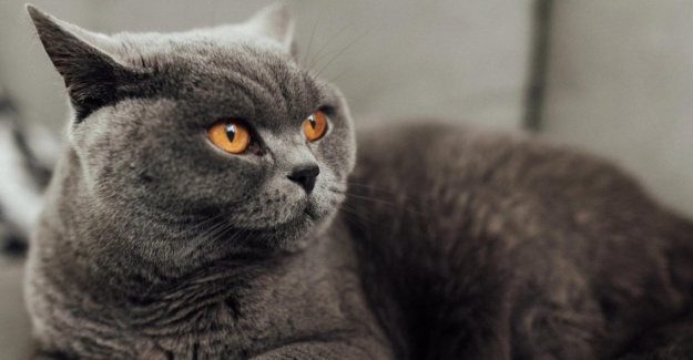 Kedi sahiplerine kötü haber; Ölümcül kedi virüsü FIP yayılıyor