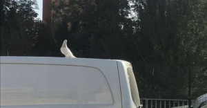 Araç üzerinde yolculuk yapan güvercini görenler dönüp bir daha baktı.