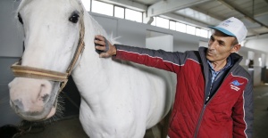 Sultangazi’de atların bakım keyfi